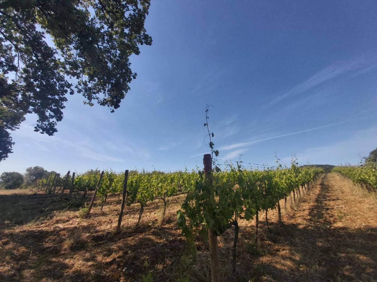 Tenuta Santa Maria Villa Campagnatico Eksteriør bilde