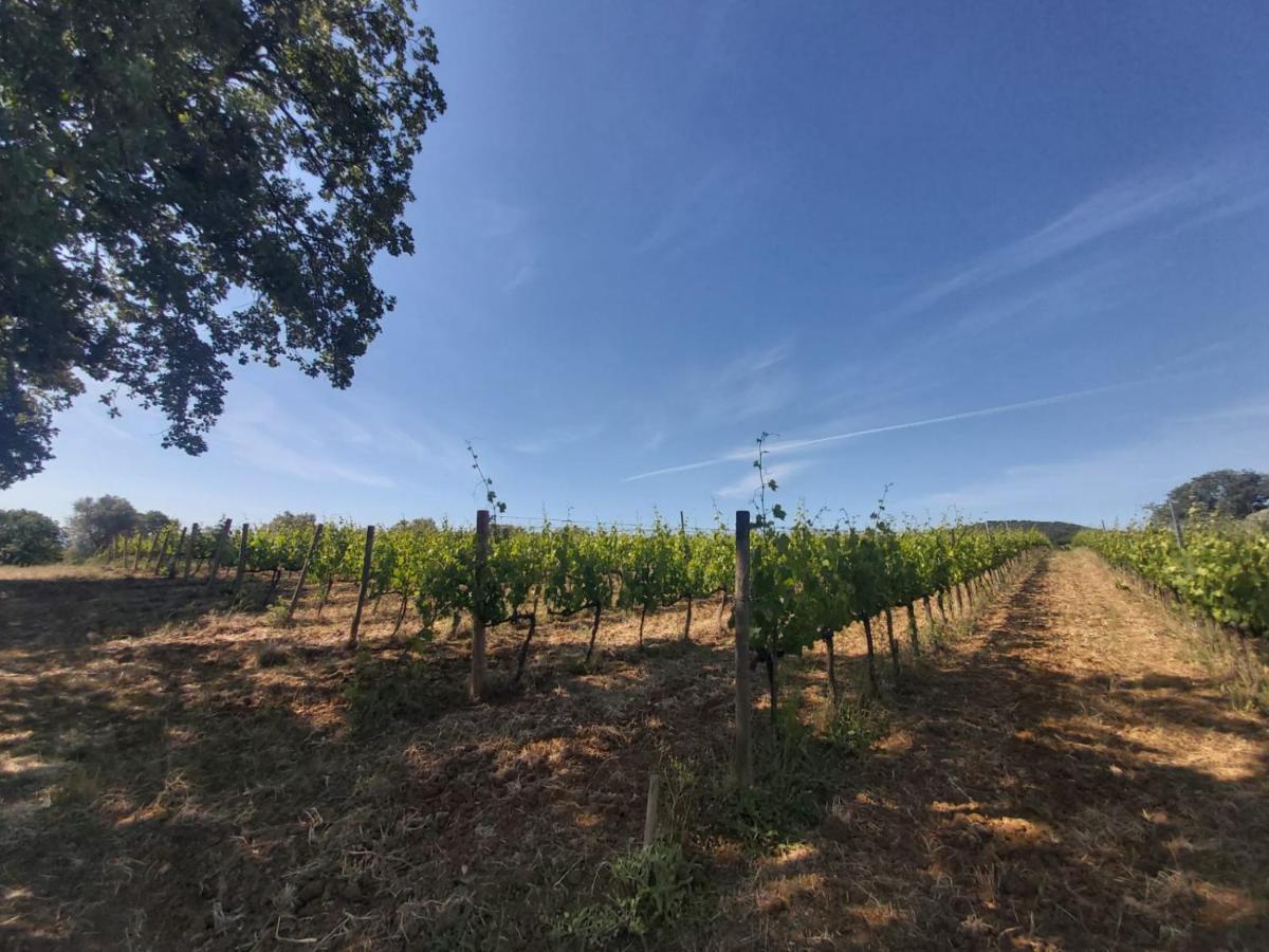 Tenuta Santa Maria Villa Campagnatico Eksteriør bilde